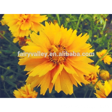 Coreopsis early sunrise/coreopsis verticillata/coreopsis grandiflora seeds for planting